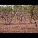 Das Rot des Grases erinnerte uns an die Heide (die Termitenbauten wären dort jedoch deplatziert)